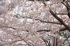 桜百景