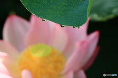 雨上がりの朝