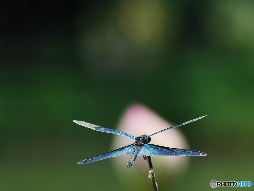 蓮池のチョウトンボ