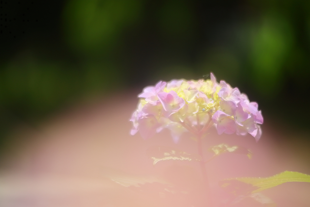 紫陽花は雲の中