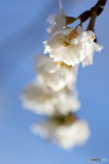 花芯に住む蜘蛛