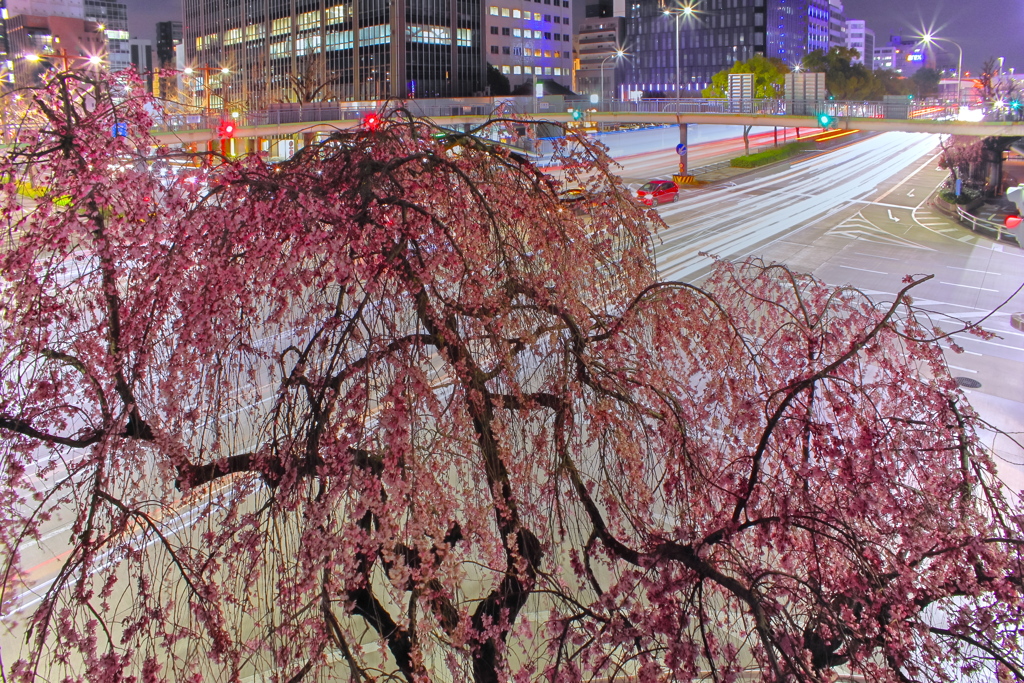 枝垂れ、夜桜２