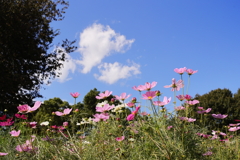 秋桜日和