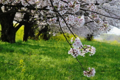 桜好き！