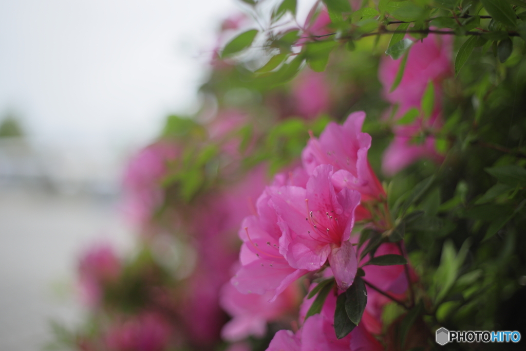 初夏の花