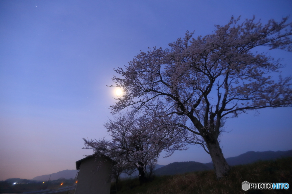 月夜の桜