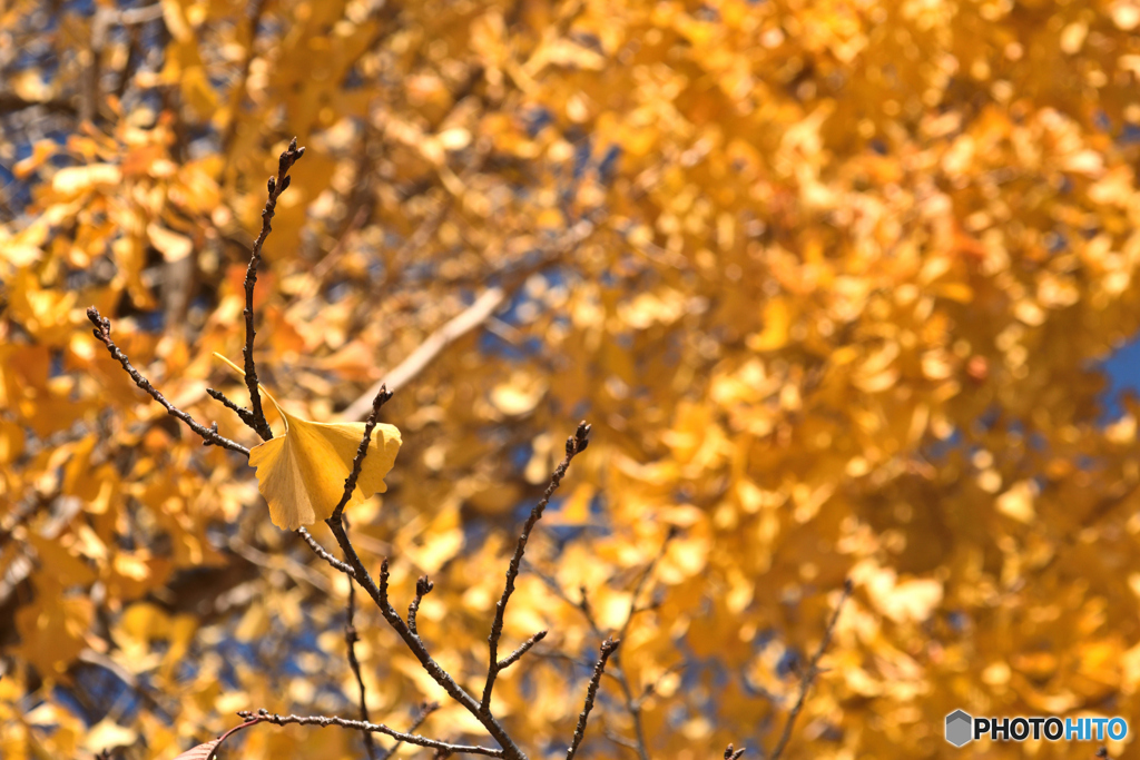イチョウの落ち葉