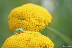 「半分、眠い。」