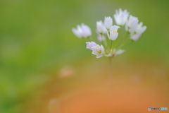 初夏の花