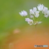 初夏の花