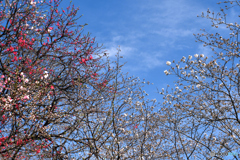 桜梅咲き比べ