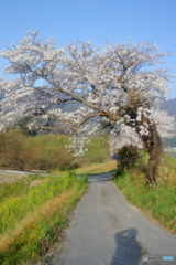 桜百景