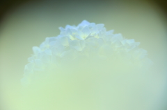 ふんわり紫陽花