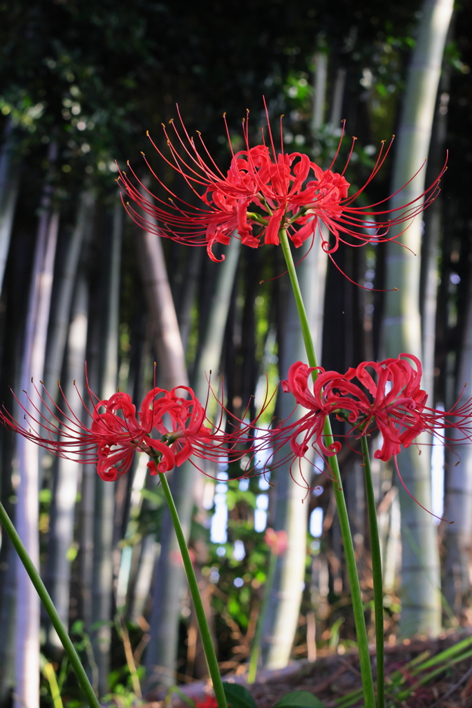 竹林の彼岸花