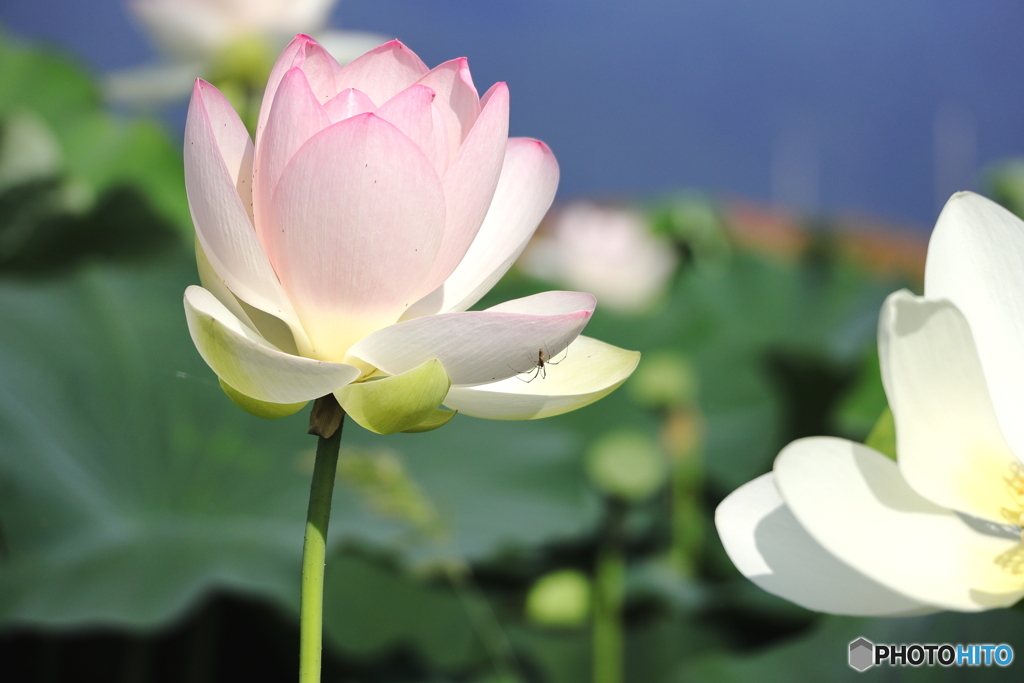 蓮の花伝説