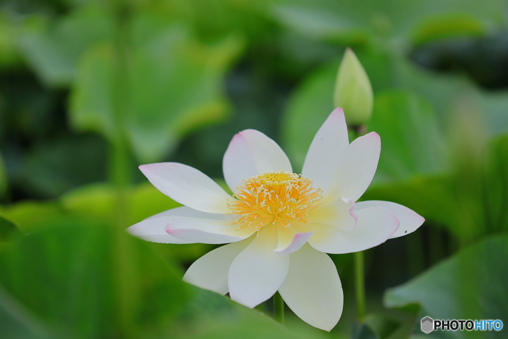 さぁ、蓮の開花です♪