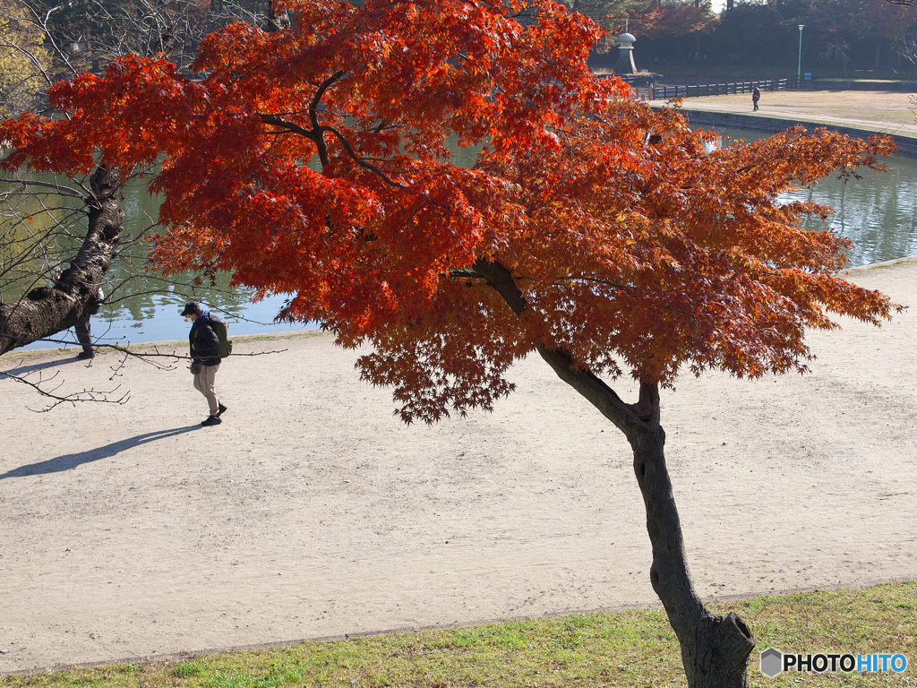 晩秋の天王川公園