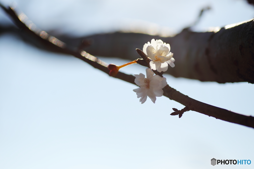 可憐な四季桜