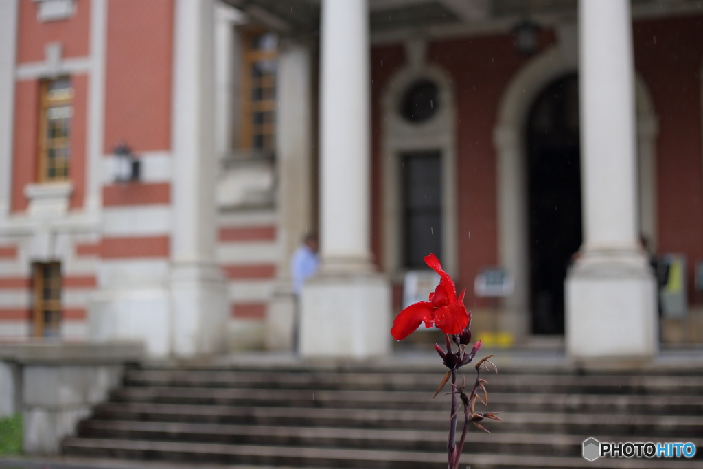 遺構前に咲く赤い花
