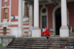 遺構前に咲く赤い花