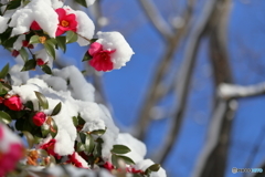 山茶花の厚化粧