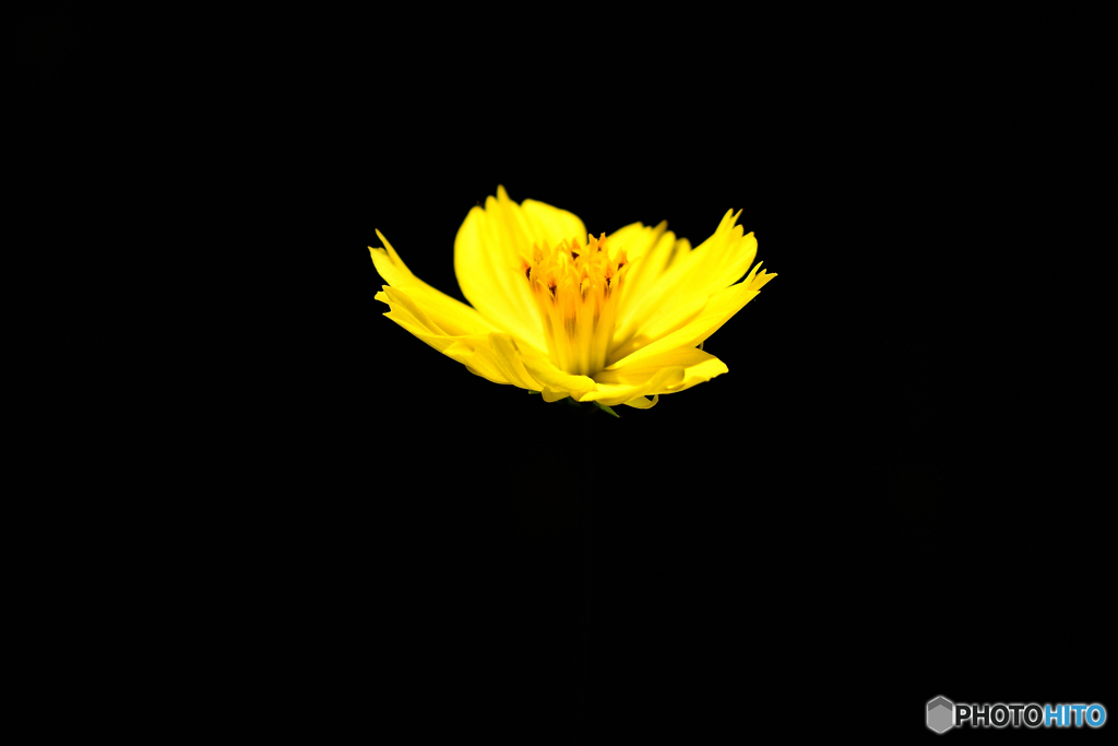 暗闇にしか見えぬ花もある