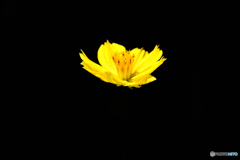 暗闇にしか見えぬ花もある