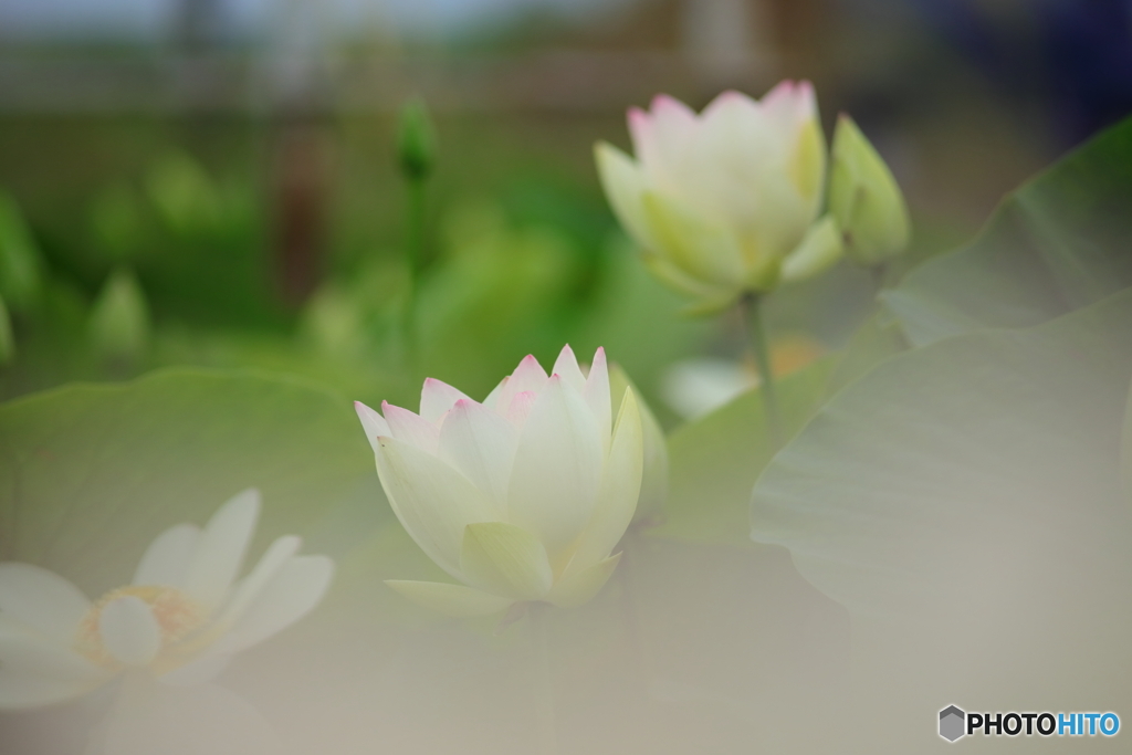 天界の花