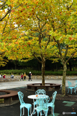 色づくプラタナス