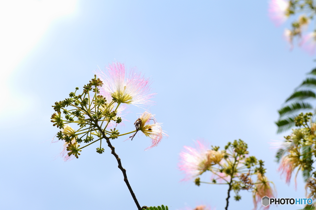 愛loveねむの花