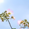愛loveねむの花