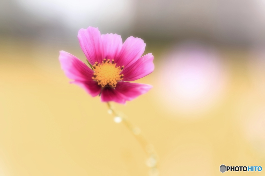 コスモス・一輪