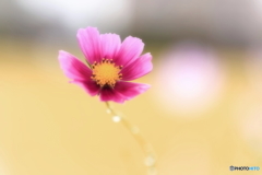 コスモス・一輪