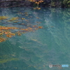 揖斐峡・淡き紅葉