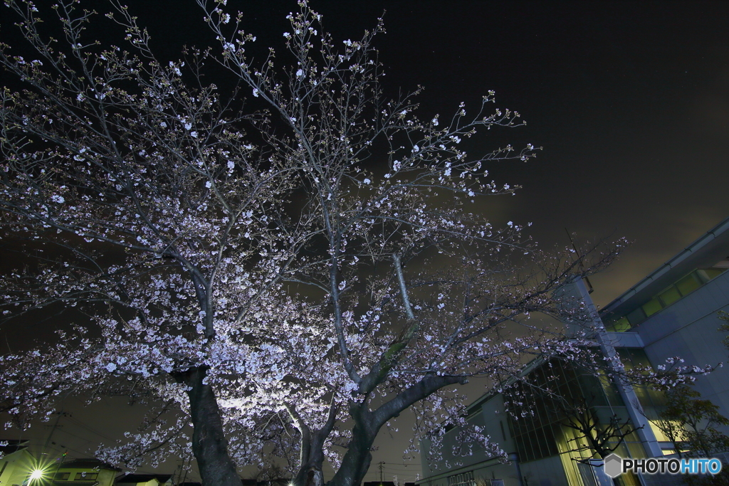 市立図書館の夜桜