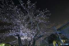 市立図書館の夜桜