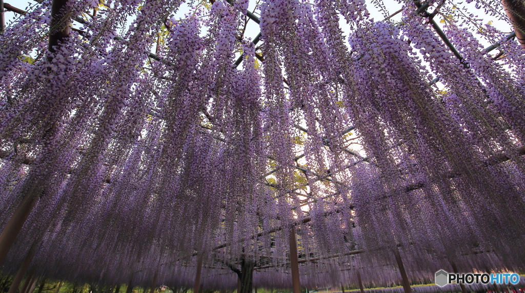 降り注ぐ藤の雨