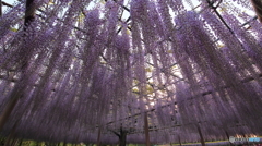 降り注ぐ藤の雨