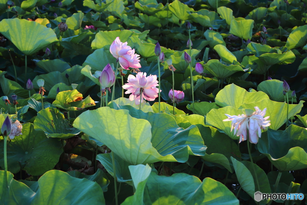 夕映えの蓮花