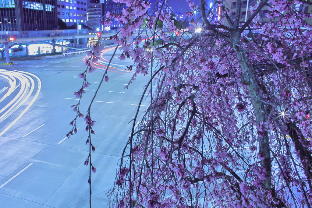 枝垂れ、夜桜３