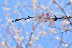 津島神社の四季桜