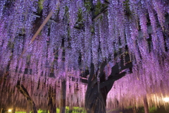 藤の花滝