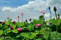 極楽浄土