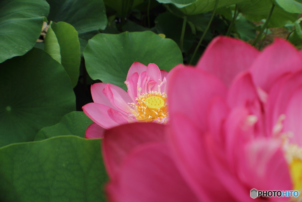 森川蓮園２