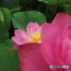 森川蓮園２