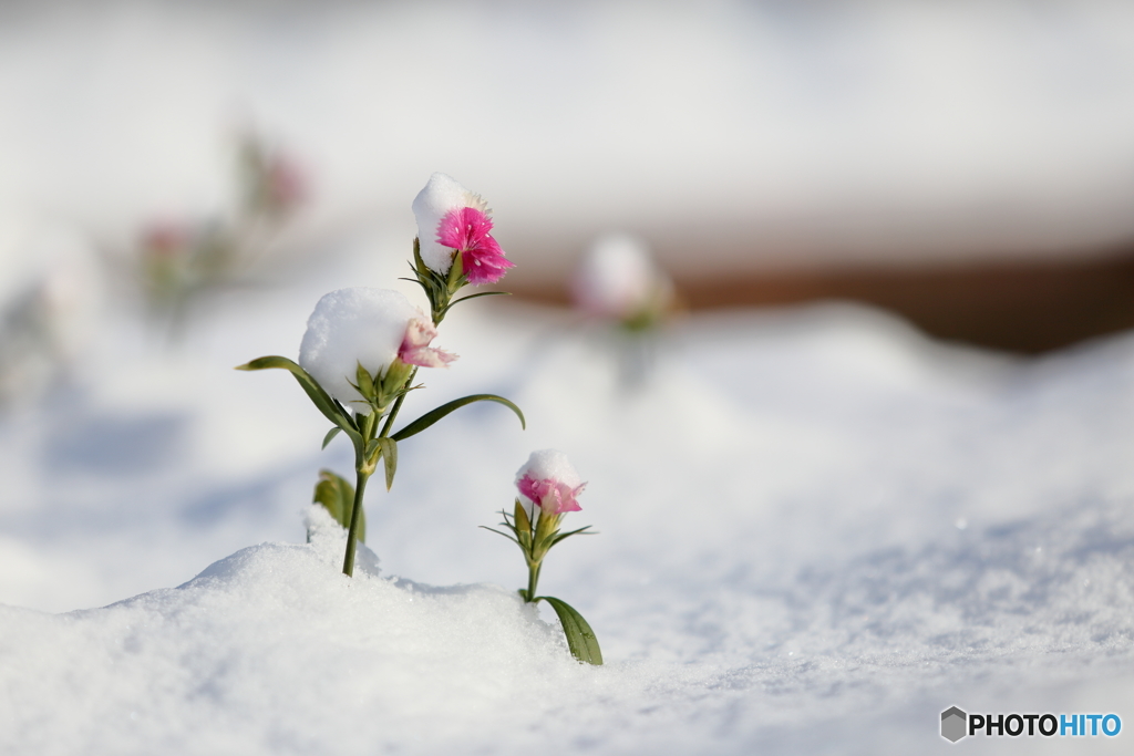 雪被りの花