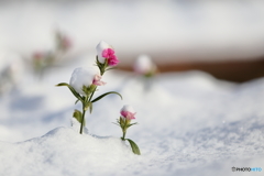 雪被りの花