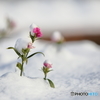 雪被りの花
