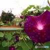 眩い花芯
