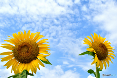 夏